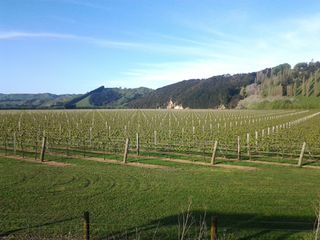 Gisborne Vineyards