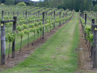 West Auckland Vineyard August 2009-2
