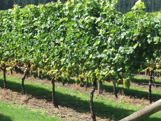 Esk Valley Vineyard February 2012